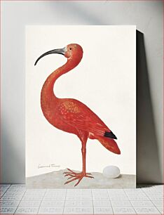 Πίνακας, Scarlet Ibis with an Egg (1699–1700) by Maria Sibylla Merian