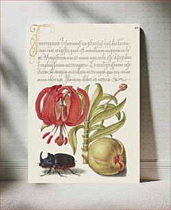 Πίνακας, Scarlet Turk's Cap, Rhinoceros Beetle, and Pomegranate from Mira Calligraphiae Monumenta or The Model Book of Calligraphy (1561–1596) by Georg Bocskay and Joris Hoefnagel