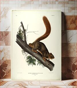 Πίνακας, Sciurus Rubricaudatus. Aud:& Bach:, Smithsonian National Museum of African Art