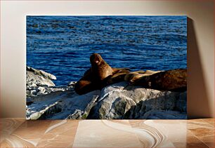 Πίνακας, Sea Lions on Rocks Sea Lions on Rocks