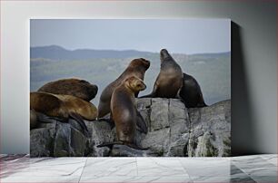 Πίνακας, Sea Lions on Rocks Sea Lions on Rocks