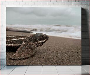 Πίνακας, Sea Turtle Hatchling on the Beach Θαλάσσια χελώνα που εκκολάπτεται στην παραλία