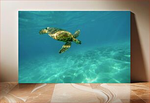 Πίνακας, Sea Turtle Underwater Θαλάσσια χελώνα Υποβρύχια