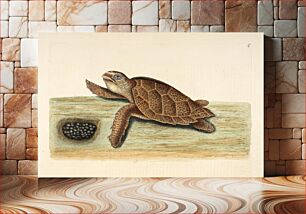 Πίνακας, Sea turtle with eggs (1683–1749) by Mark Catesby