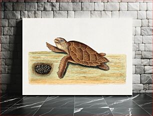 Πίνακας, Sea turtle with eggs (1683ñ1749) by Mark Catesby