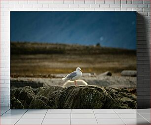 Πίνακας, Seagull on Rocky Shore Γλάρος στη Βραχώδη Ακτή