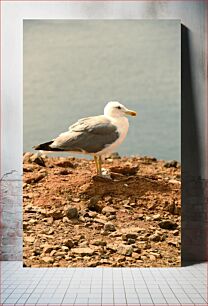 Πίνακας, Seagull on Rocky Shore Γλάρος στη Βραχώδη Ακτή