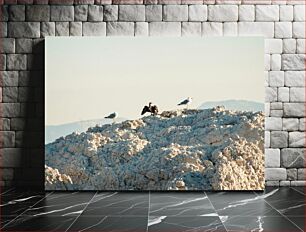 Πίνακας, Seagulls and Cormorant on Rocky Outcrop Γλάροι και Κορμοράνος σε Βραχώδη Εξοχή