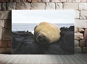 Πίνακας, Seal Resting on Rocky Shore Η φώκια στηρίζεται στη βραχώδη ακτή