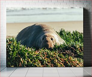 Πίνακας, Seal Resting on the Beach Η φώκια αναπαύεται στην παραλία