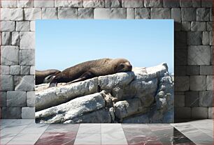 Πίνακας, Seal Sleeping on Rocks Φώκια που κοιμάται σε βράχους