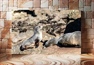 Πίνακας, Seals Resting on Rocks Φώκιες που στηρίζονται σε βράχους