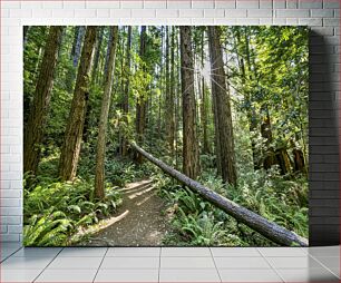 Πίνακας, Serene Forest Path Γαλήνιο Δασικό Μονοπάτι