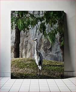 Πίνακας, Serene Heron in Natural Habitat Γαλήνιος ερωδιός σε φυσικό βιότοπο