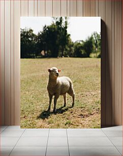 Πίνακας, Sheep in a Field Πρόβατα σε χωράφι