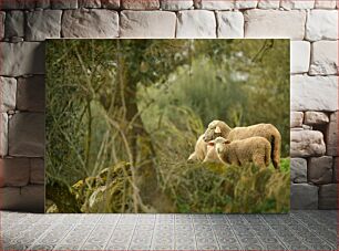 Πίνακας, Sheep in Nature Πρόβατα στη φύση