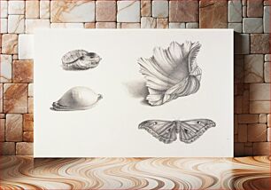 Πίνακας, Shells and Moth, Mary Fornance