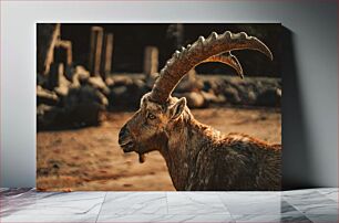 Πίνακας, Side Profile of a Goat Πλαϊνό προφίλ μιας κατσίκας