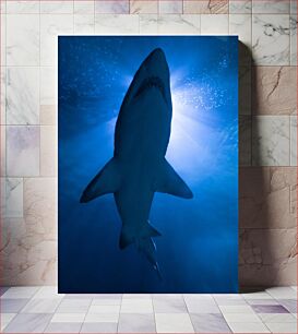 Πίνακας, Silhouette of a Shark Σιλουέτα ενός καρχαρία