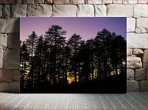 Πίνακας, Silhouette of Trees at Sunset Σιλουέτα των δέντρων στο ηλιοβασίλεμα