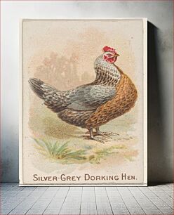 Πίνακας, Silver-Grey Dorking Hen, from the Prize and Game Chickens series (N20) for Allen & Ginter Cigarettes