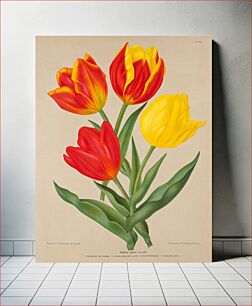 Πίνακας, Single Early Tulips, Plate 70 from A. C. Van Eeden's "Flora of Haarlem" (1881) chromolithograph by Arentine H. Arendsen