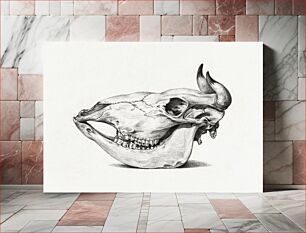 Πίνακας, Skull of a cow (1816) by Jean Bernard (1775-1883)