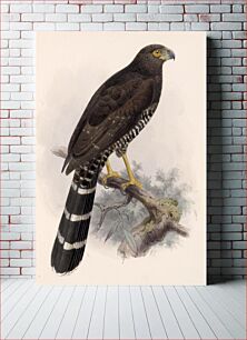 Πίνακας, Slaty-backed Forest Falcon, Micrastur semitorquatus (1833–1904) by Edward Neale