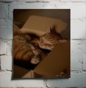 Πίνακας, Sleeping Cat in a Box Κοιμωμένη γάτα σε κουτί