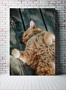 Πίνακας, Sleeping Cat on Wooden Deck Κοιμωμένη γάτα στο ξύλινο κατάστρωμα