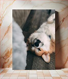 Πίνακας, Sleeping Dog on Wooden Floor Sleeping Dog σε ξύλινο πάτωμα