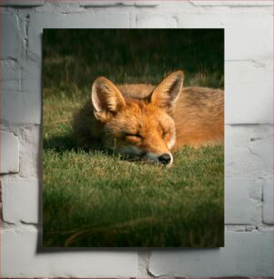 Πίνακας, Sleeping Fox Κοιμωμένη Αλεπού