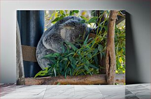 Πίνακας, Sleeping Koala in Tree Κοάλα που κοιμάται στο δέντρο