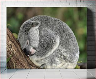 Πίνακας, Sleeping Koala Κοάλα που κοιμάται