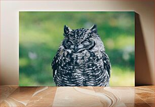 Πίνακας, Sleeping Owl in Nature Κοιμωμένη Κουκουβάγια στη Φύση