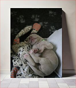 Πίνακας, Sleeping Puppy with Toy Κουτάβι που κοιμάται με παιχνίδι