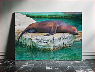 Πίνακας, Sleeping Sea Lion Sleeping Sea Lion