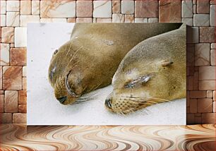 Πίνακας, Sleeping Sea Lions Sleeping Sea Lions