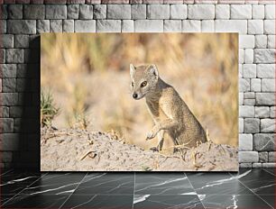 Πίνακας, Small Mammal in Natural Habitat Μικρό θηλαστικό σε φυσικό βιότοπο