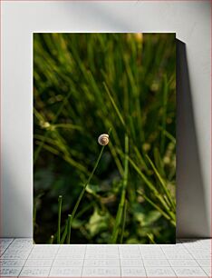 Πίνακας, Snail on a Blade of Grass Snail on a Blade of Grass