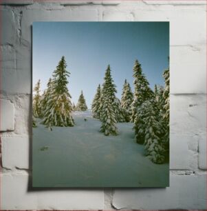 Πίνακας, Snow-Covered Evergreen Trees Χιονισμένα αειθαλή δέντρα