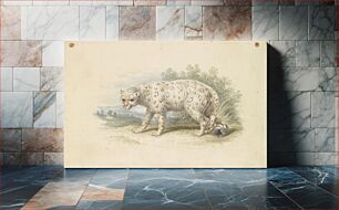 Πίνακας, Snow Leopard by Charles Hamilton Smith