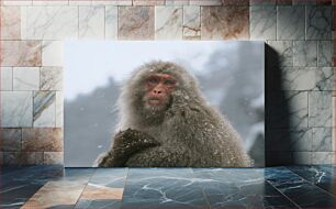 Πίνακας, Snow Monkey in Winter Πίθηκος χιονιού τον χειμώνα