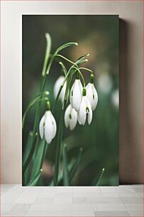 Πίνακας, Snowdrops in Bloom Snowdrops in Bloom