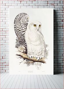 Πίνακας, Snowy Owl (1832–1837) , by John Gould, Edward Lear and Charles Joseph Hullmandel