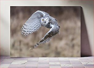 Πίνακας, Snowy Owl in Flight Χιονισμένη κουκουβάγια σε πτήση