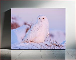 Πίνακας, Snowy Owl in Winter Χιονισμένη κουκουβάγια τον χειμώνα