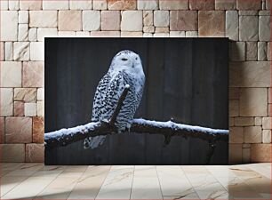 Πίνακας, Snowy Owl Perched in Winter Χιονισμένη κουκουβάγια σκαρφαλωμένη τον χειμώνα