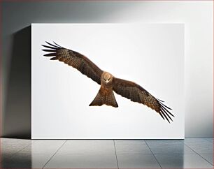 Πίνακας, Soaring Bird Πουλί στα ύψη