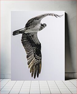 Πίνακας, Soaring Hawk Soaring Hawk